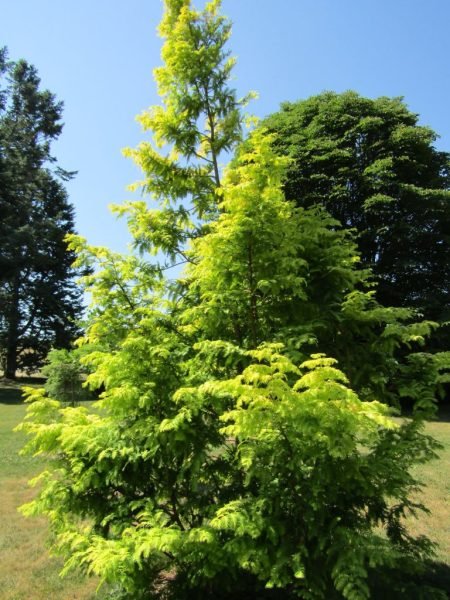 Dawn redwood 'Golden Oji' (Metasequoia glyptostroboides 'Golden Oji')