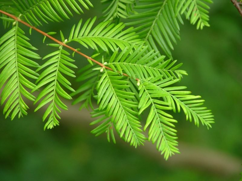 Dawn redwood (Metasequoia glyptostroboides)