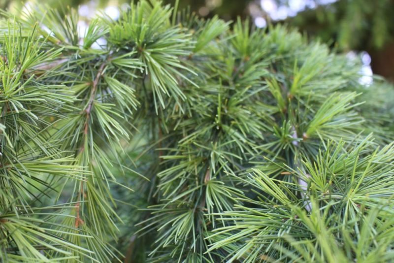 Deodar (Cedrus deodara)