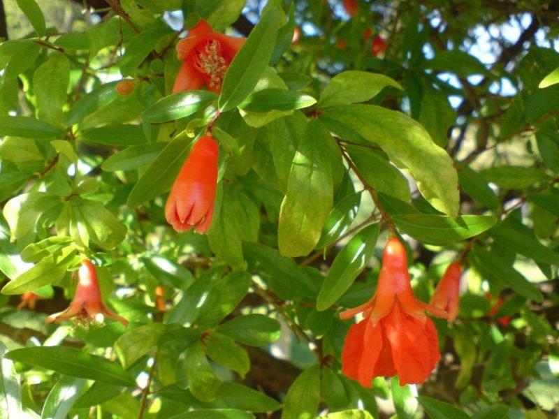 Dwarf pomegranate (Punica granatum var. nana)