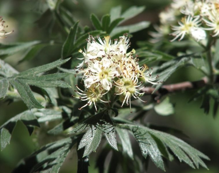 Eastern thorn (Crataegus orientalis)