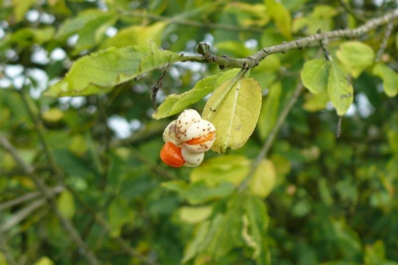 Euonymus europaeus f. albus (Euonymus europaeus f. albus)