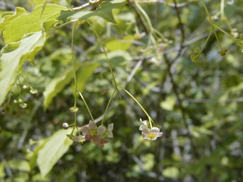Euonymus oxyphyllus (Euonymus oxyphyllus)