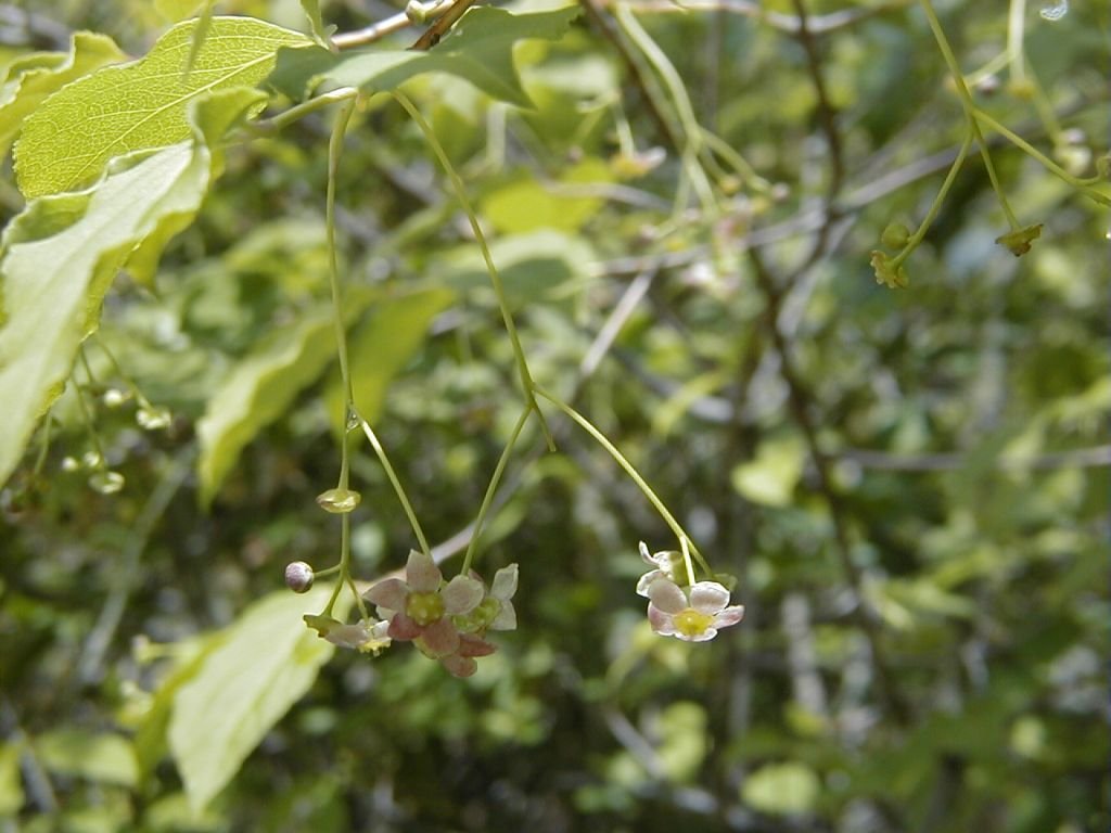 Euonymus oxyphyllus (Euonymus oxyphyllus)