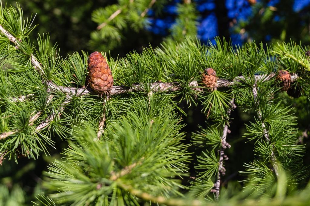 European larch (Larix decidua)
