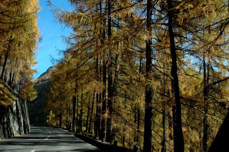 How to plant European larch (Larix decidua)_1