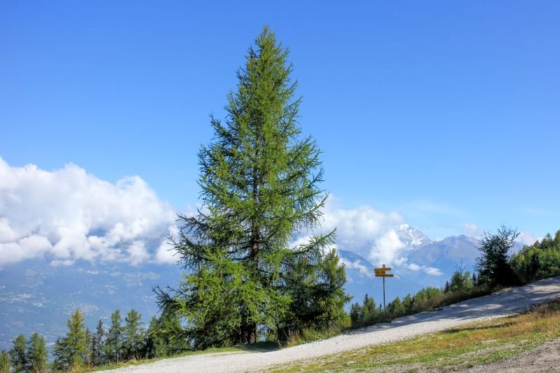 Where to plant European larch (Larix decidua)_2