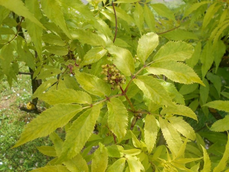 European red elder 'Plumosa Aurea' (Sambucus racemosa 'Plumosa Aurea')