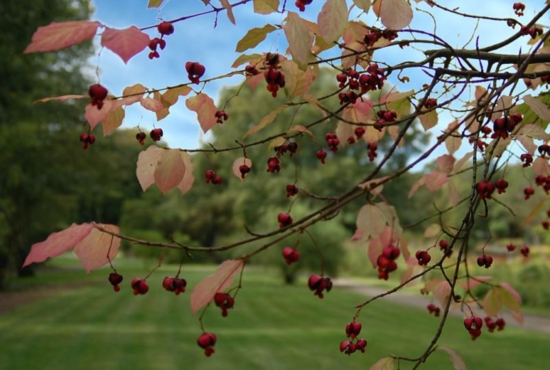 Flat-stalked spindle (Euonymus planipes)