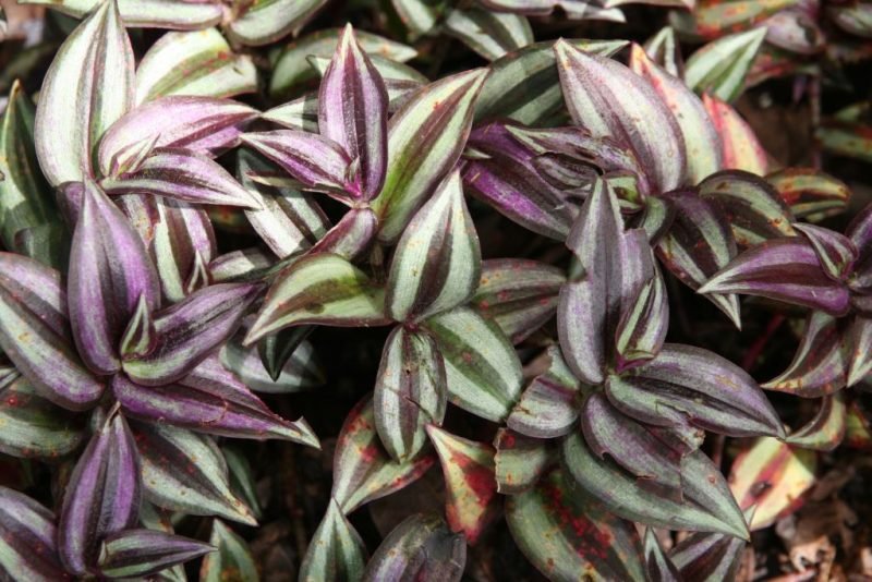 Four-coloured silver inch plant (Tradescantia zebrina 'Quadricolor')