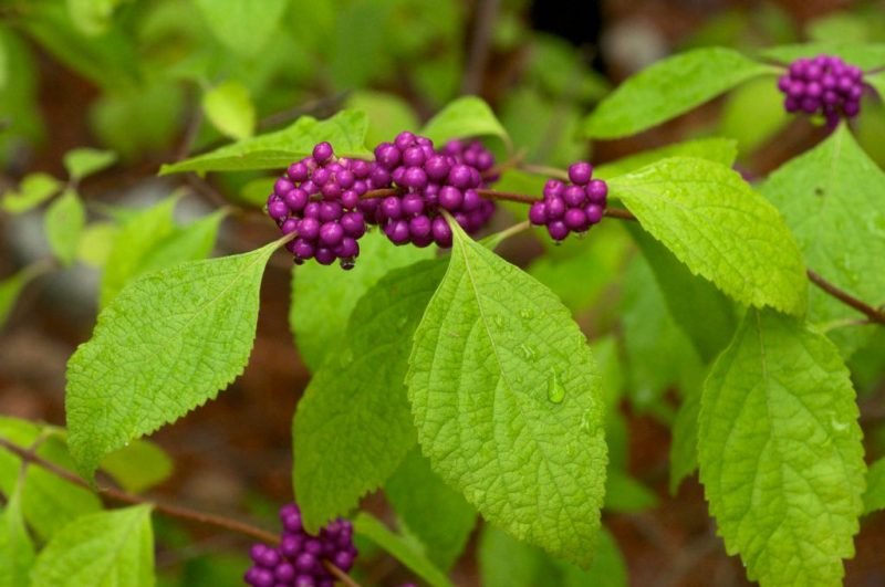 French mulberry (Callicarpa americana)