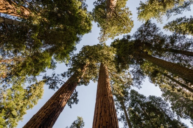 Giant redwood (Sequoiadendron giganteum)
