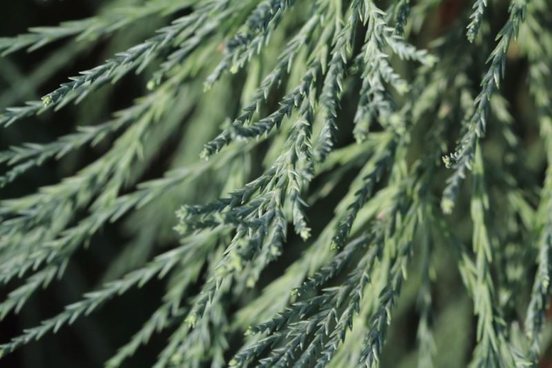 How to plant Giant redwood (Sequoiadendron giganteum)_1