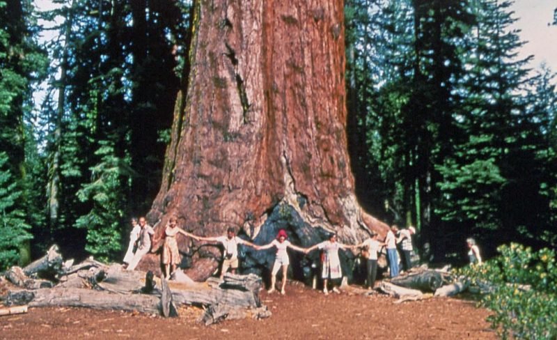 Where to plant Giant redwood (Sequoiadendron giganteum)_2