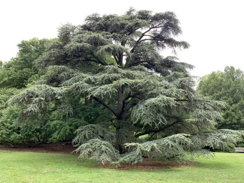 Golden Atlas cedar (Cedrus atlantica 'Aurea')