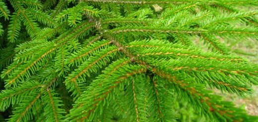 Golden oriental spruce (Picea orientalis 'Aurea')