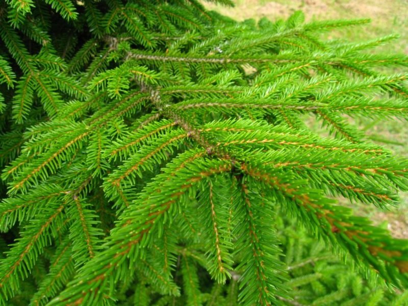 Golden oriental spruce (Picea orientalis 'Aurea')