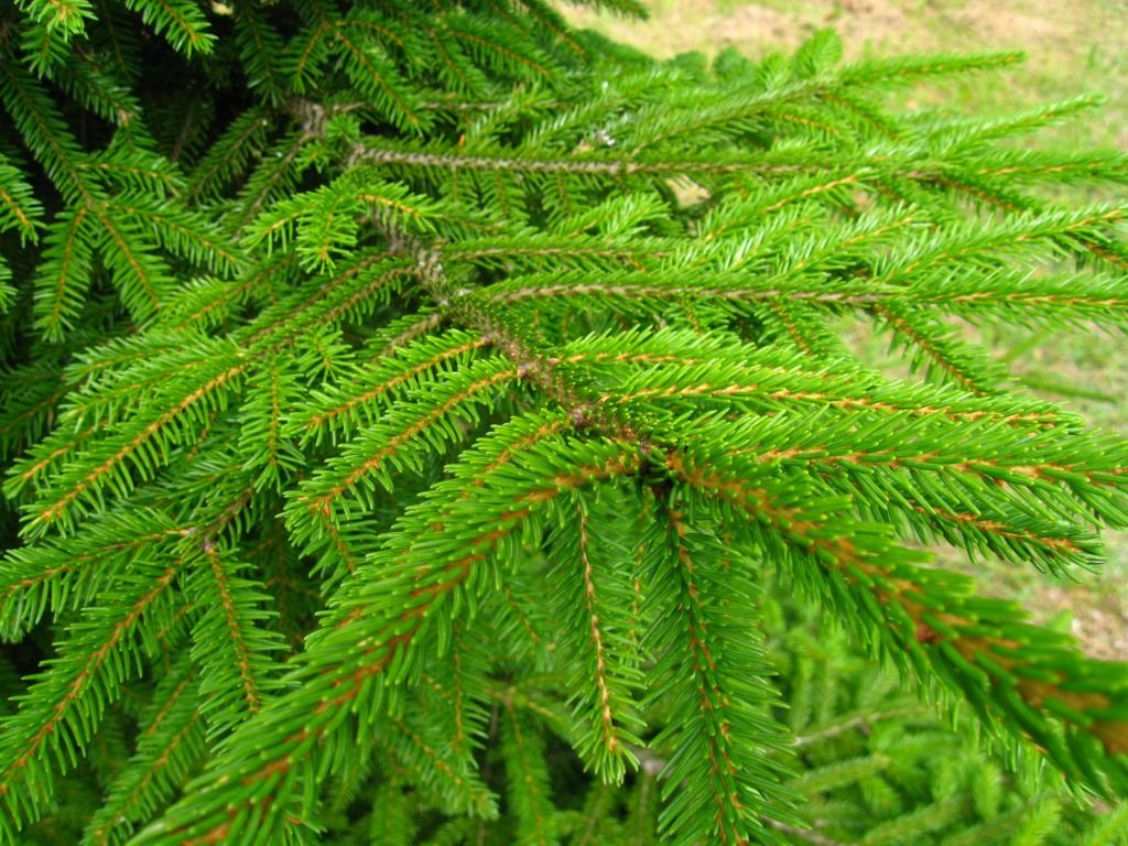 Golden oriental spruce (Picea orientalis 'Aurea')