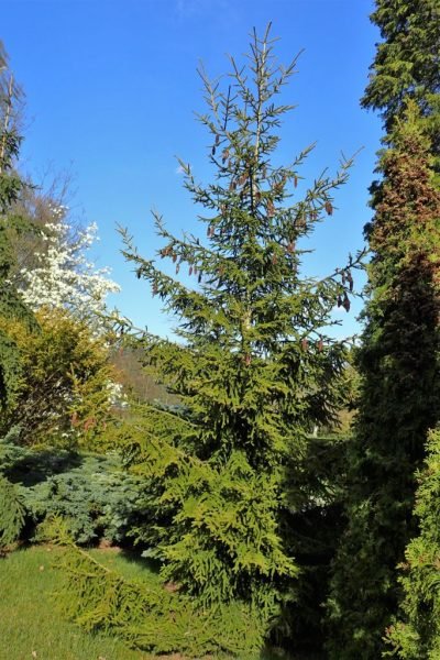 Where to plant Golden oriental spruce (Picea orientalis 'Aurea')_2