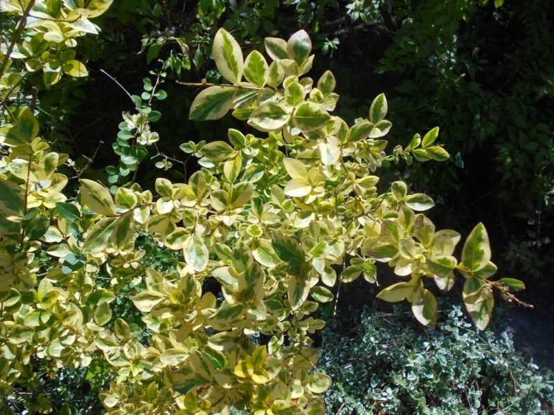 Golden privet (Ligustrum ovalifolium 'Aureum')