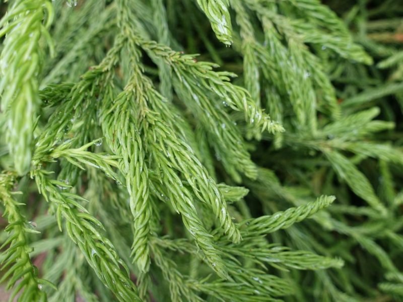 Grannies' ringlets (Cryptomeria japonica 'Spiralis')