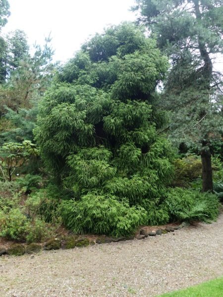 How to plant Grannies' ringlets (Cryptomeria japonica 'Spiralis')_1