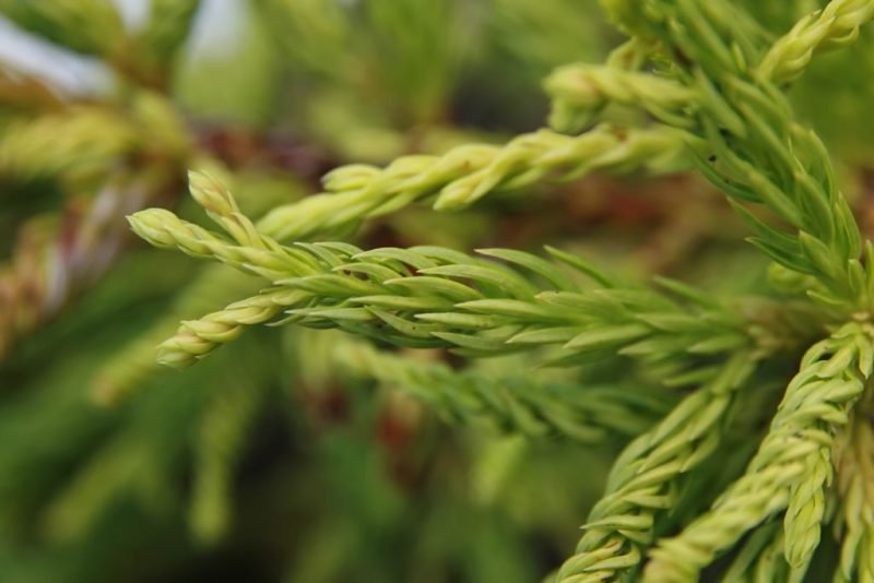 Where to plant Grannies' ringlets (Cryptomeria japonica 'Spiralis')_2