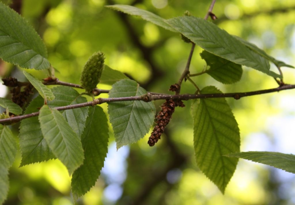 Gray birch (Betula alleghaniensis)
