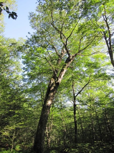 How to plant Gray birch (Betula alleghaniensis)_1
