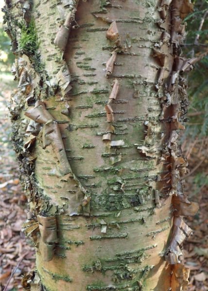 Where to plant Gray birch (Betula alleghaniensis)_2