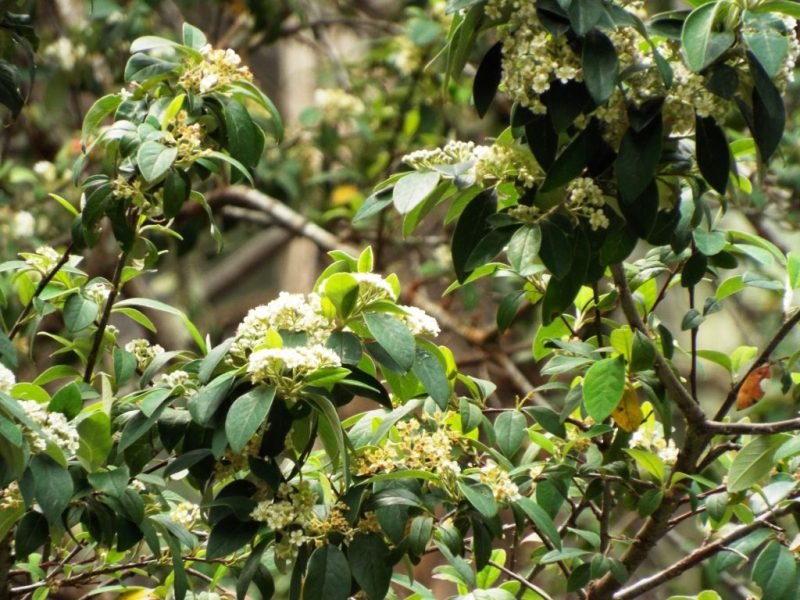 Harrow cotoneaster (Cotoneaster harrovianus)