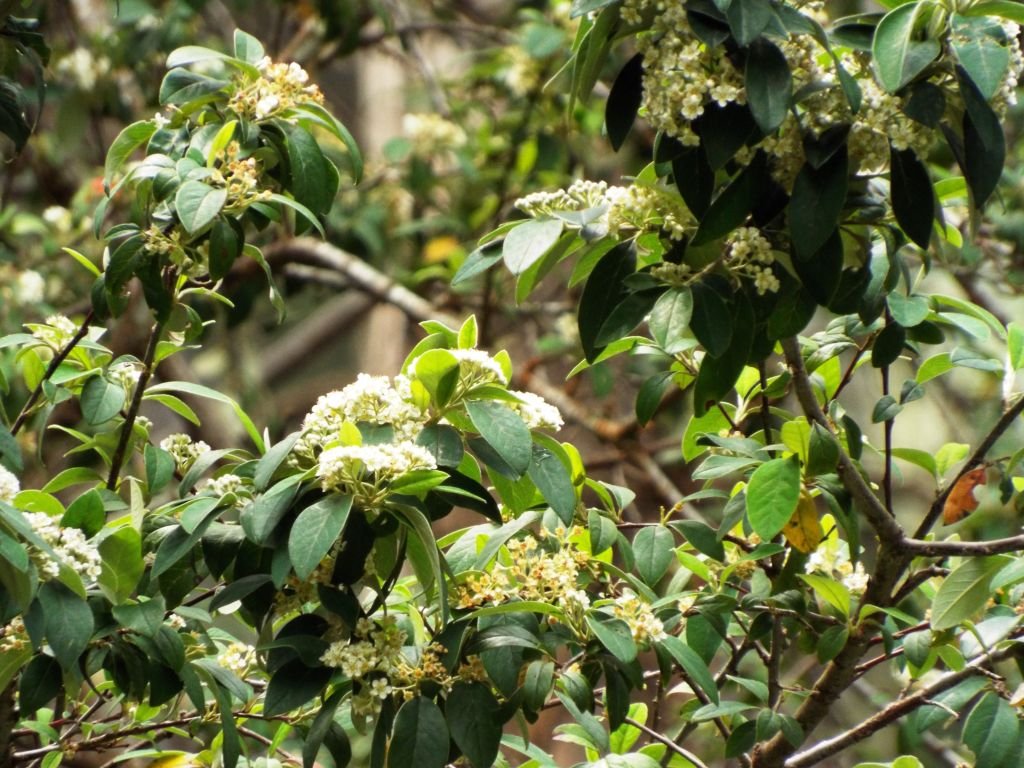 Harrow cotoneaster (Cotoneaster harrovianus)
