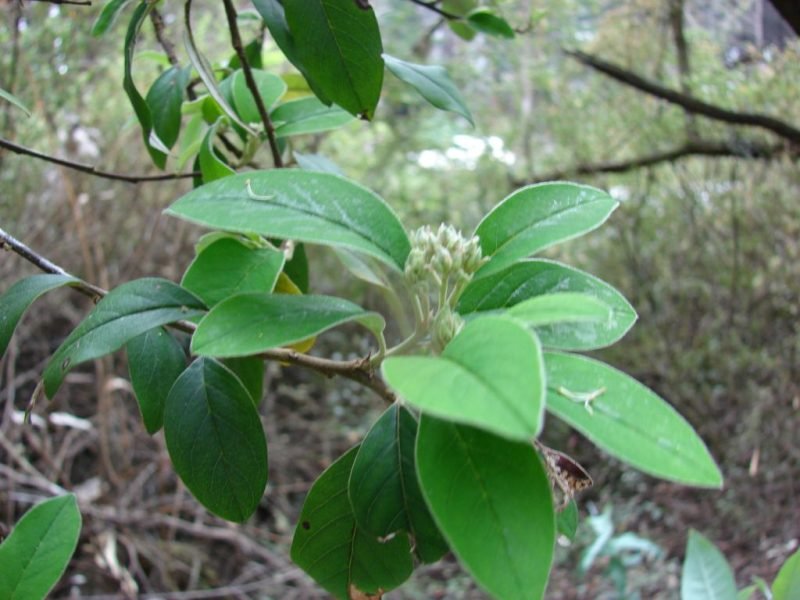 How to plant Harrow cotoneaster (Cotoneaster harrovianus)_1