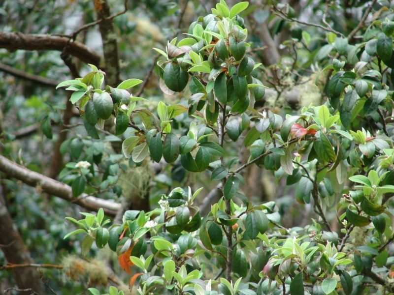 Where to plant Harrow cotoneaster (Cotoneaster harrovianus)_2