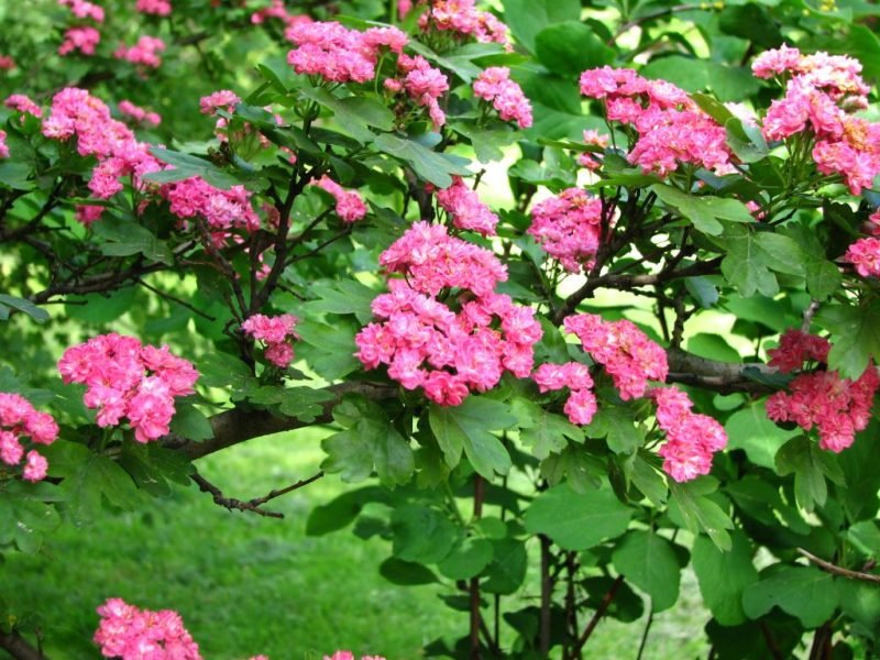 Hawthorn 'Paul's Scarlet' (Crataegus laevigata 'Paul's Scarlet')