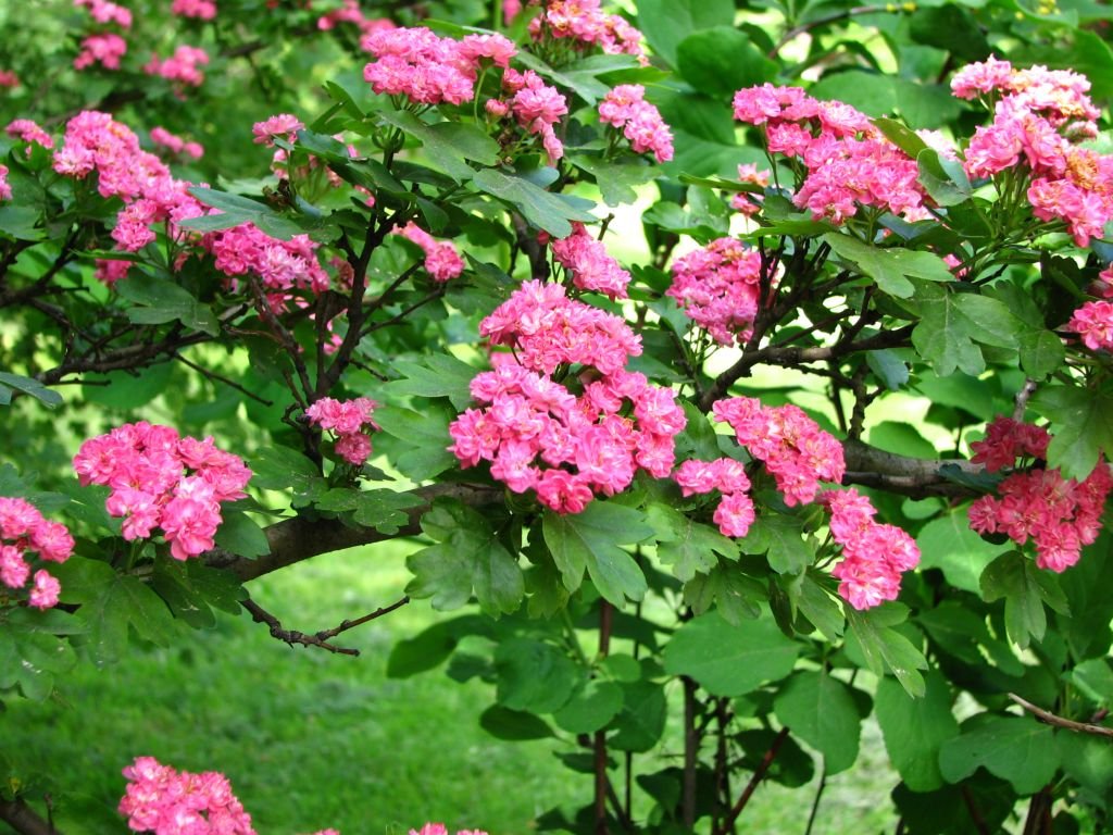 Hawthorn 'Paul's Scarlet' (Crataegus laevigata 'Paul's Scarlet')