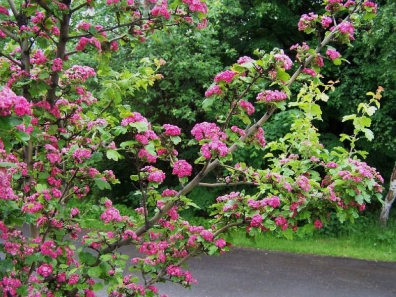 How to plant Hawthorn 'Paul's Scarlet' (Crataegus laevigata 'Paul's Scarlet')_1