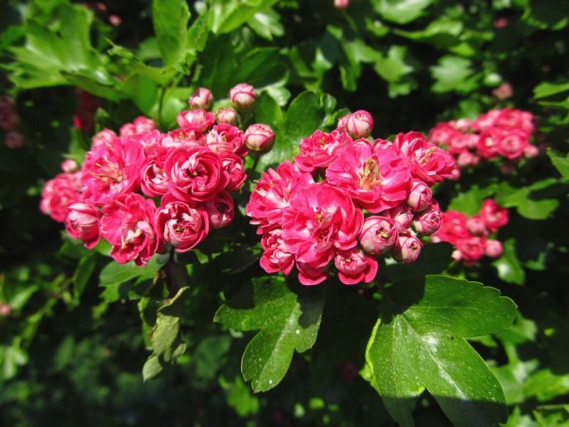 Where to plant Hawthorn 'Paul's Scarlet' (Crataegus laevigata 'Paul's Scarlet')_2