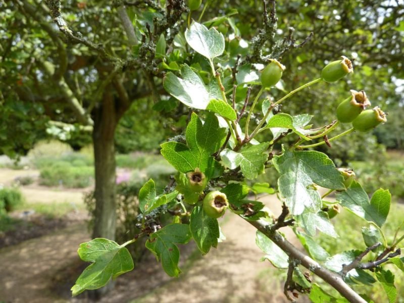 Hawthorn 'Punicea' (Crataegus laevigata 'Punicea')