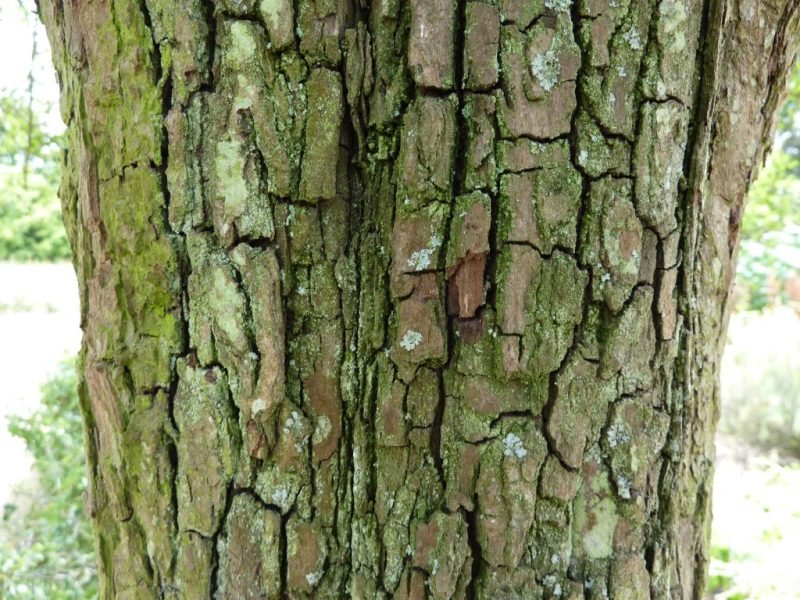 Where to plant Hawthorn 'Punicea' (Crataegus laevigata 'Punicea')_2