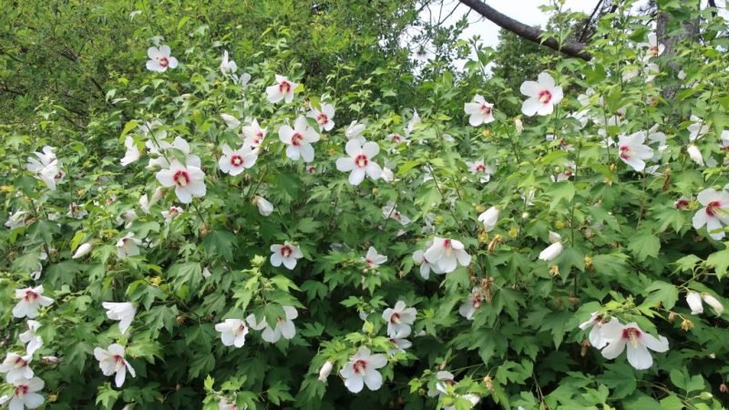 Hibiscus 'Lohengrin' (Hibiscus 'Lohengrin')