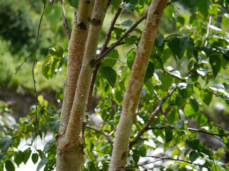 Himalayan birch (Betula utilis)