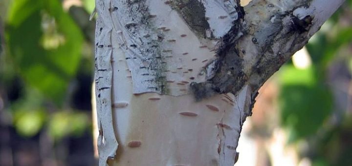 Himalayan birch (Betula utilis subsp. jacquemontii)