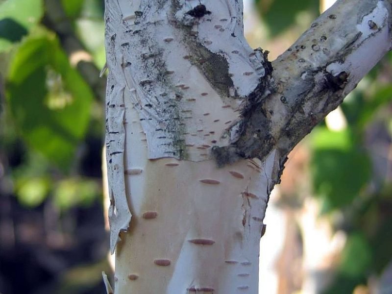 Himalayan birch (Betula utilis subsp. jacquemontii)