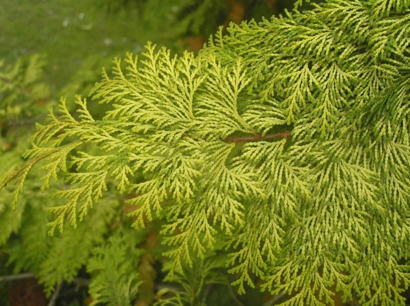 Hinoki cypress 'Crippsii' (Chamaecyparis obtusa 'Crippsii')