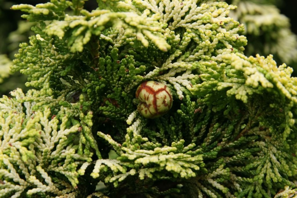Hinoki cypress 'Nana Aurea' (Chamaecyparis obtusa 'Nana Aurea')