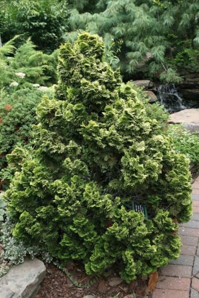 How to plant Hinoki cypress 'Nana Aurea' (Chamaecyparis obtusa 'Nana Aurea')_1