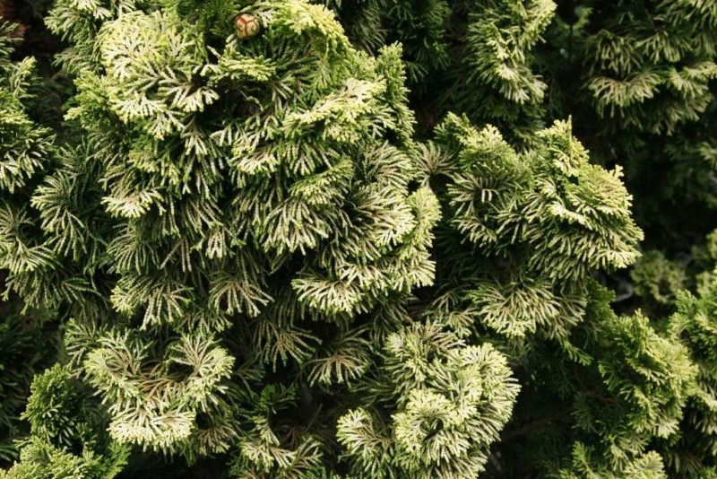 Where to plant Hinoki cypress 'Nana Aurea' (Chamaecyparis obtusa 'Nana Aurea')_2