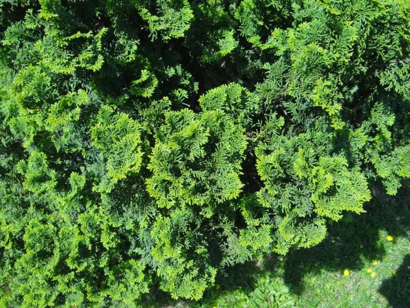 Hinoki cypress 'Nana' (Chamaecyparis obtusa 'Nana')