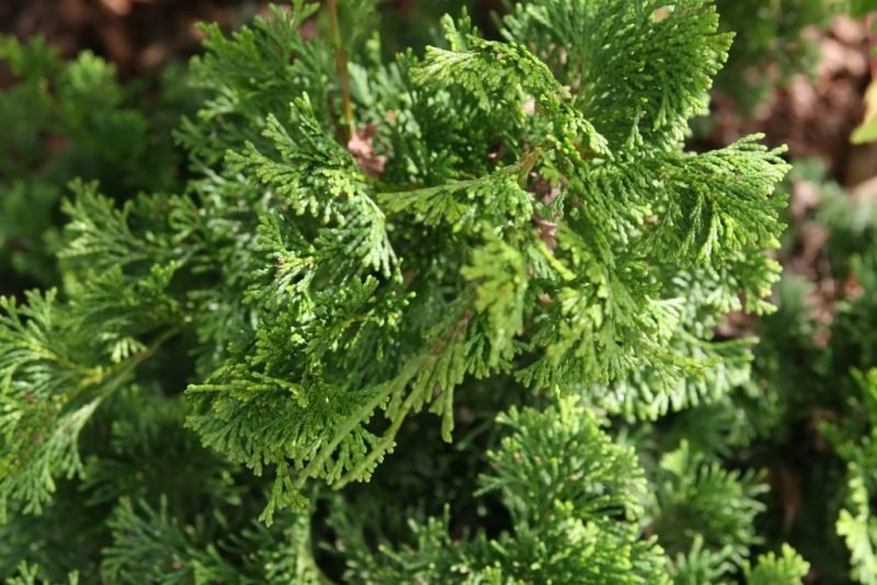 Hinoki cypress 'Nana Gracilis' (Chamaecyparis obtusa 'Nana Gracilis')